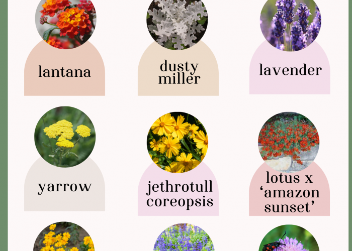 Favorite Plants for Pollinators